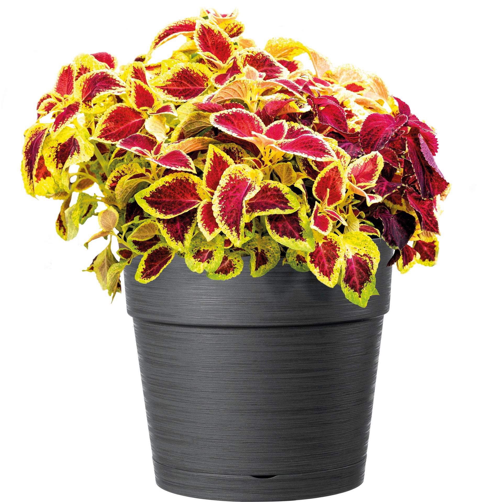 slide 2 of 2, Deroma 7.8-in W x 7.1-in H Anthracite Recycled Plastic Indoor/Outdoor Planter, 1 ct