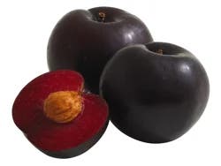Plum Ripe 55 Larger