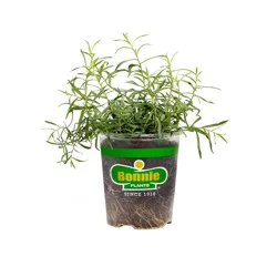 Bonnie 4.5 in Herb Tarragon - French