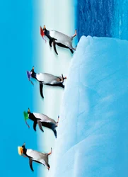 Avanti Penguins Grad Jumping Card