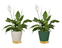 Peace Lily