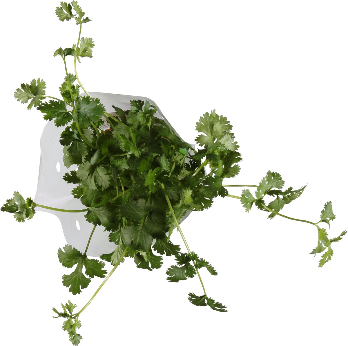 slide 8 of 10, Soli Organic Italian Parsley 1 ea, 1 ct