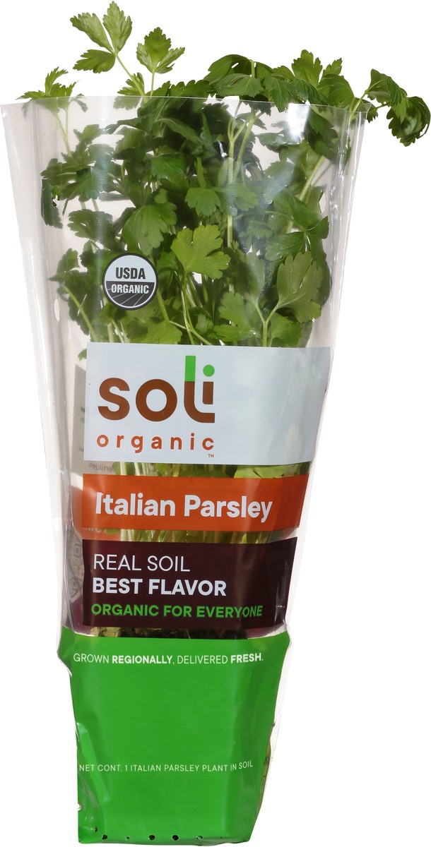 slide 5 of 10, Soli Organic Italian Parsley 1 ea, 1 ct
