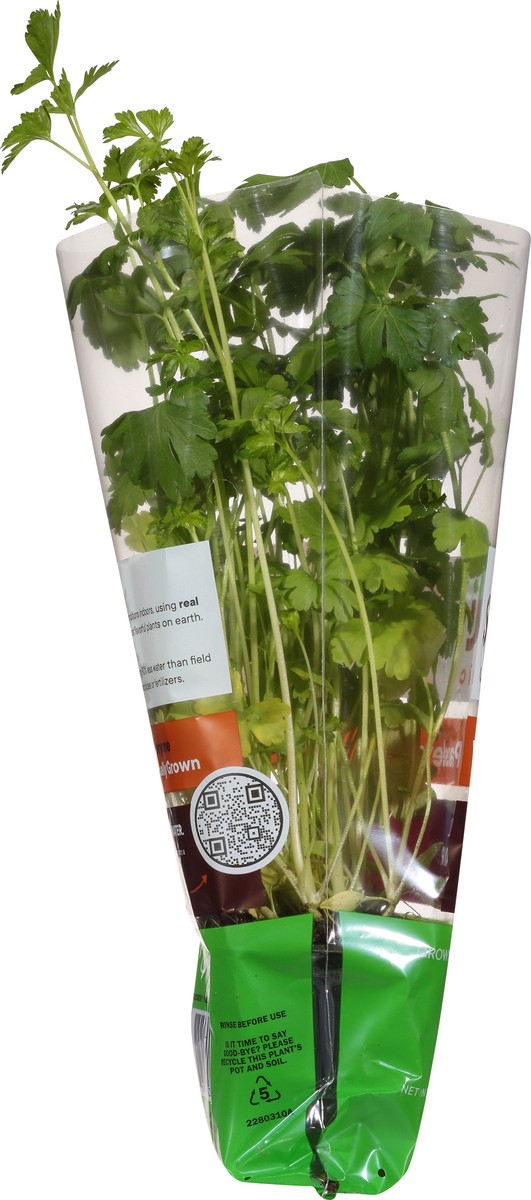 slide 10 of 10, Soli Organic Italian Parsley 1 ea, 1 ct