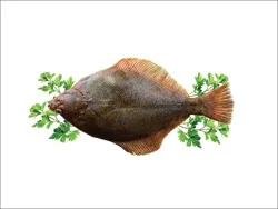 Fish-Whole Fluke