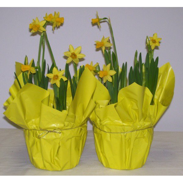 slide 1 of 1, 6 In Daffodils, 8 ct