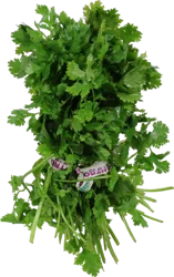 Organic Cilantro