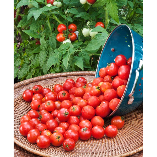 slide 12 of 13, Bonnie Plants Organic 4" Tomato - Husky Cherry, 2.5 oz