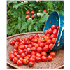 slide 10 of 13, Bonnie Plants Organic 4" Tomato - Husky Cherry, 2.5 oz