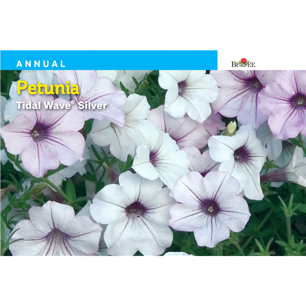 slide 1 of 1, Burpee Petunia Tidal Wave Silver Seeds, 1 ct