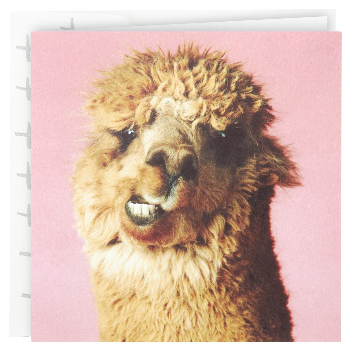 slide 1 of 6, Hallmark Studio Ink Birthday Card (Alpaca), 1 ct