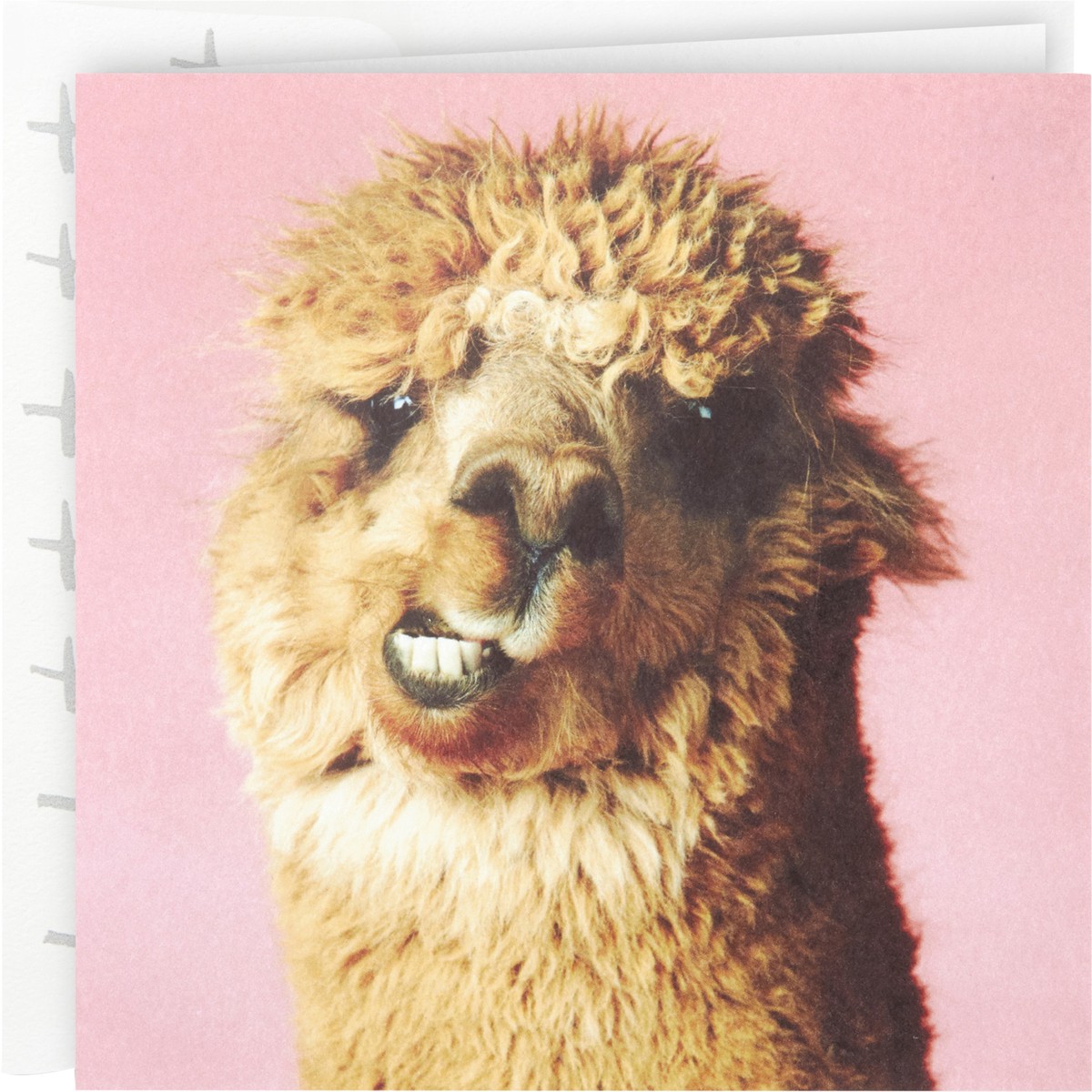 slide 4 of 8, Hallmark Studio Ink Birthday Card (Alpaca), 1 ct
