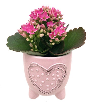 slide 1 of 1, Kalanchoe In Mini Bliss Footed, 2.5 in