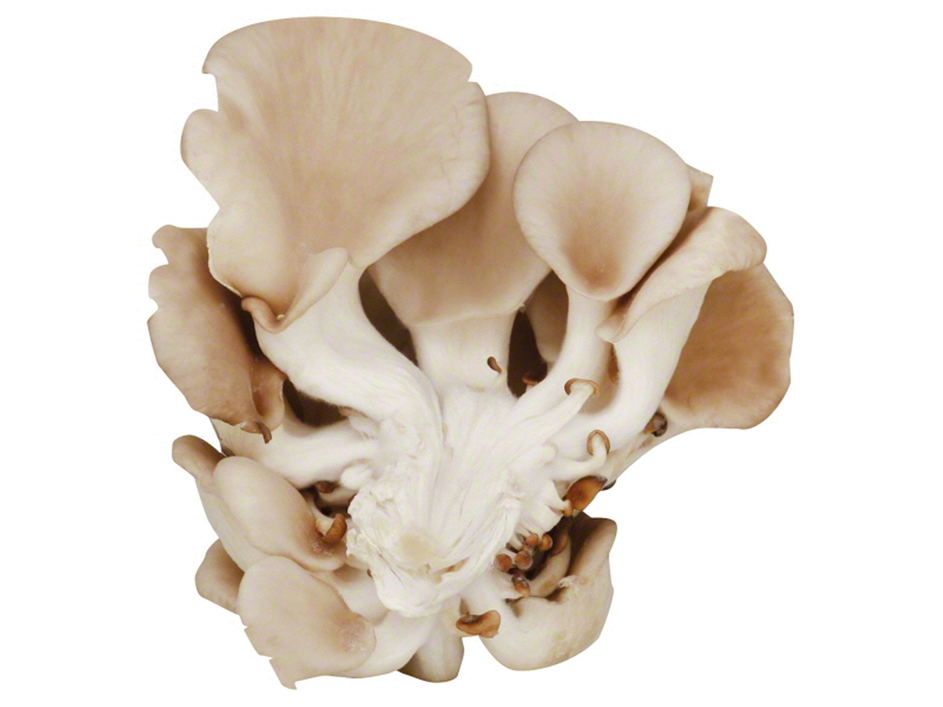 slide 1 of 1, Misty Mountain Dried Oyster Mushroom, 0.49 oz