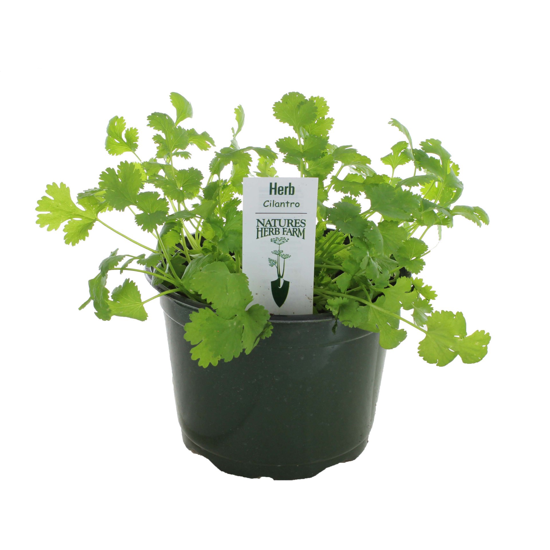 slide 1 of 1, H-E-B Texas Backard Cilantro 6 Inch, 1 ct