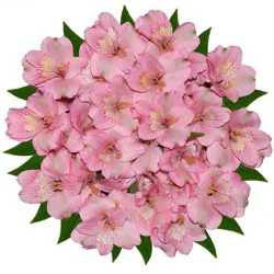 Grande Alstroemeria (Peruvian Lily) Cut Flower, Bunch