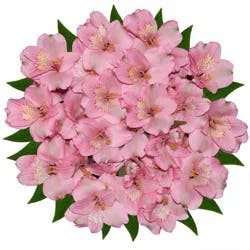 Grande Alstroemeria (Peruvian Lily) Cut Flower, Bunch