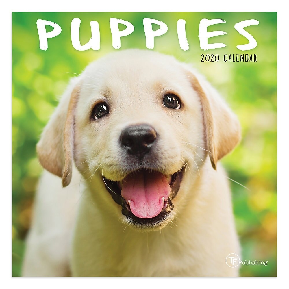 slide 1 of 1, TF Publishing Monthly Wall Calendar, Puppies, January To December 2020, 1 ct