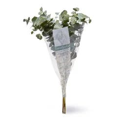 Eucalyptus Seeded Bunch