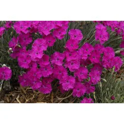 Dianthus