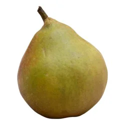 Seckel Pear