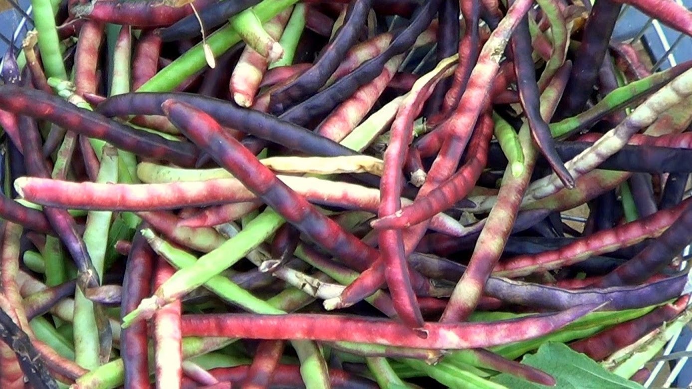 slide 1 of 1, Sem Pk5 Purple Hull Peas, 2.5 lb