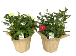 Everyday 6-Inch Mini Rose