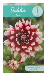 Charlie's Produce Dahlia Crazy Love