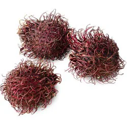 Rambutan