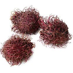 Rambutan