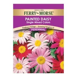 Ferry Morse Painted Daisy