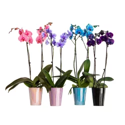 Westerlay Orchids Gemstone Seasonal Orchid