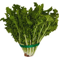Lettuce Endive Chicory - 12 EA