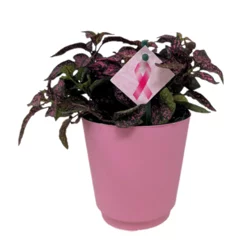 Blooming 4 inch Polka Dot