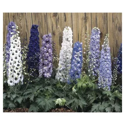 Delphinium Assortment
