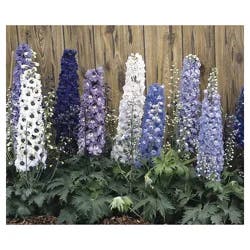 Delphinium Assortment