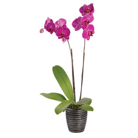 slide 1 of 1, Debi Lilly Design Orchid Belita Ceramic 3 In - Ea, 1 ct
