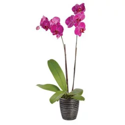 Debi Lilly Design Orchid Belita Ceramic 3 In - Ea