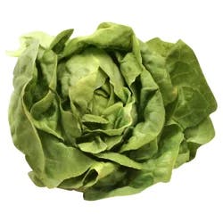 Boston Lettuce