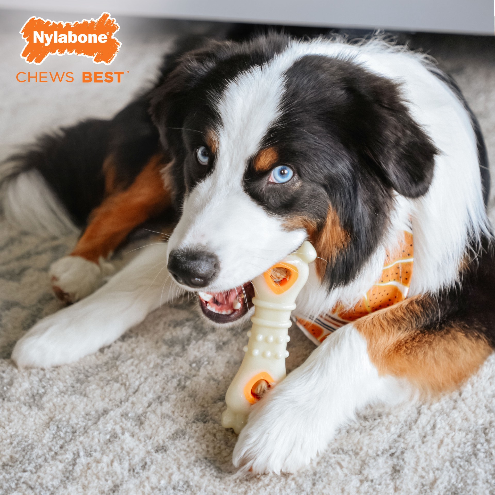 slide 8 of 10, Nylabone Power Chew Knuckle Bone & Pop-In Treat Toy Combo Chicken Pop-In Large/Giant - Up to 50 lbs.(1 Count), LG