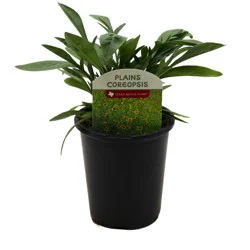 Spring Creek Growers Coreopsis Early Sunrise