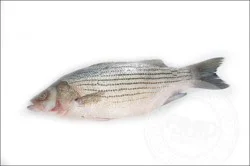 Fish-Whole Striped Bass