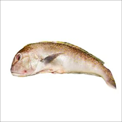 Fish-Whole Tile Fish