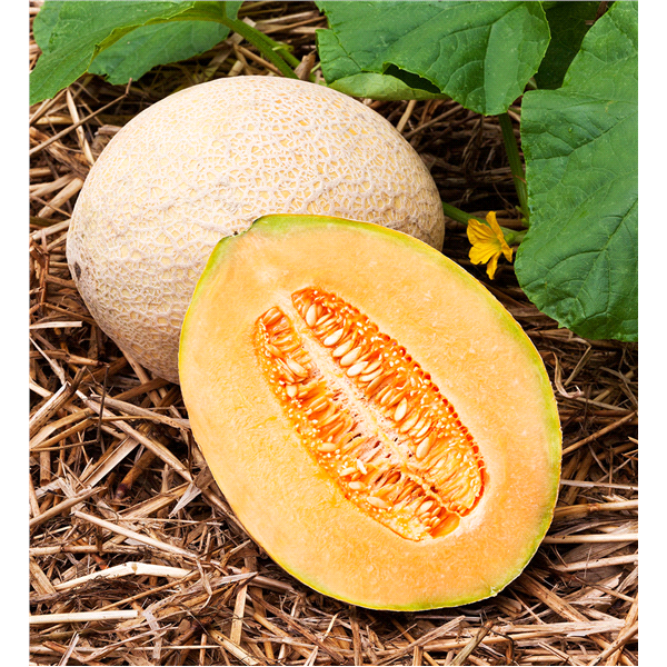 slide 9 of 9, Bonnie Plants Cantaloupe - Hales Best, 19.3 oz