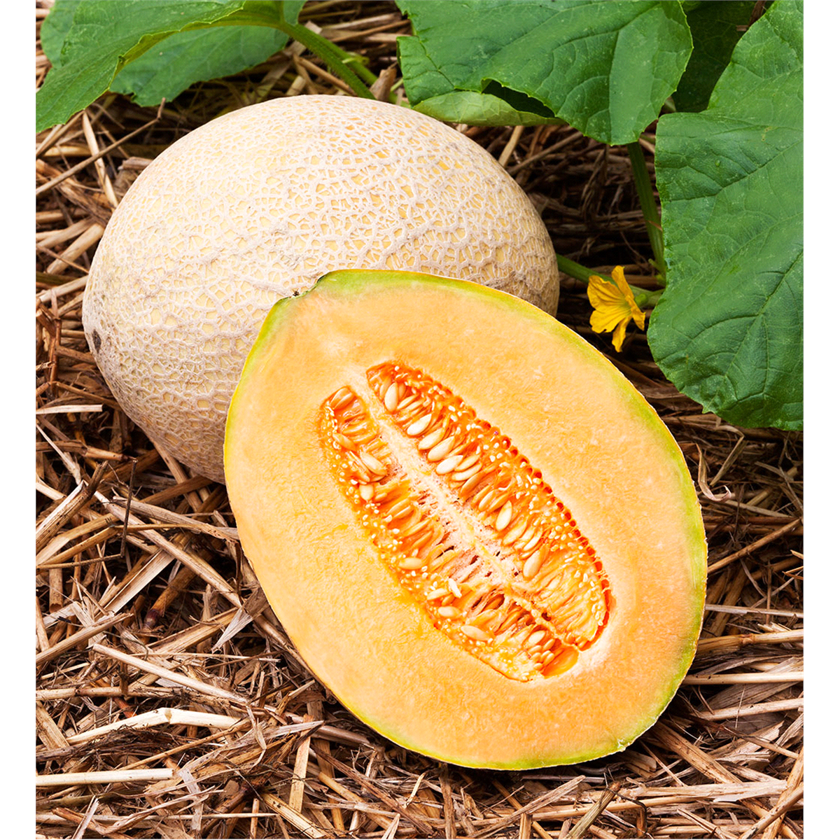 slide 3 of 9, Bonnie Plants Cantaloupe - Hales Best, 19.3 oz