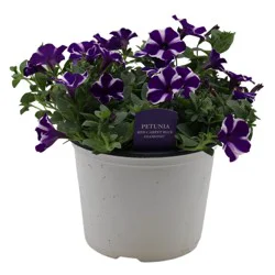 Spring Creek Growers Petunia Red Carpet Blue