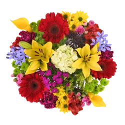 BLOOM HAUS Concerto Feather Light Bouquet