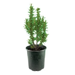 Natures Herb Farm Rosemary Gorizia Plant