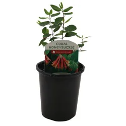 Spring Creek Growers Coral Honeysuckle