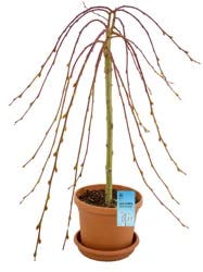 Weeping Willow Tree